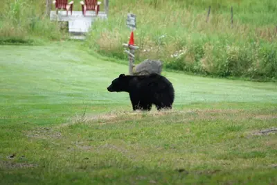 a black bear walking in a field of grass at Beaver Hut Bed And Breakfast in Port Alberni