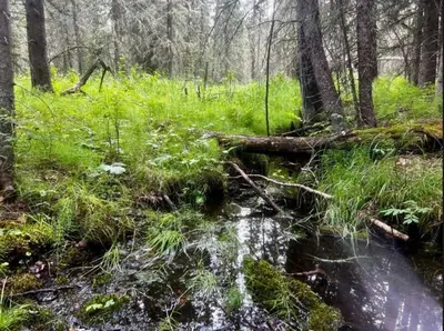 a stream in a forest with grass and trees at Private 2BR Forest Suite in Bragg Creek with Hot tub, pond, 17 acres of trails in Bragg Creek
