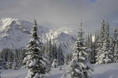 a group of trees covered in snow in front of a mountain at Authentic, Timber Log Cabin Perfect for Groups in Golden