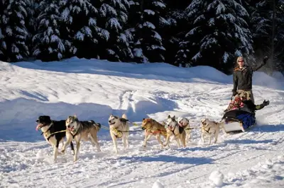 a man on a sled being pulled by a group of dogs at Authentic, Timber Log Cabin Perfect for Groups in Golden