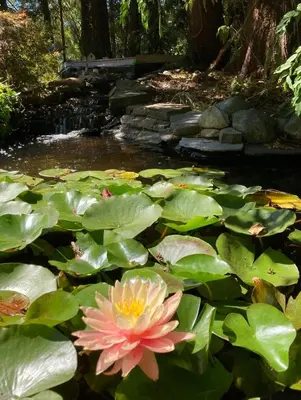a pink water lily in a pond with green leaves at Ships Point Wellness INC in Fanny Bay