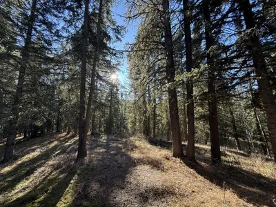 a wooded area with the sun shining through trees at Bragg Creek Vacation Estate with hot tub, sauna, pool table, karaoke, private pond and forest trails in Bragg Creek