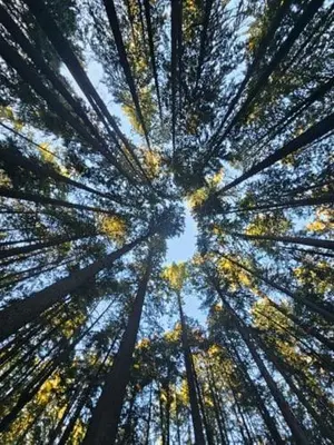 a view looking up at the trees in a forest at Cozy Deep Cove Retreat Near Quarry Rock Hike in North Vancouver