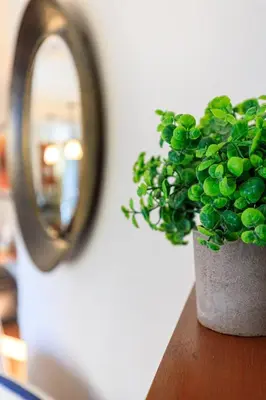 a potted plant sitting on a table next to a mirror at Evergreen at Solara Resort in Canmore