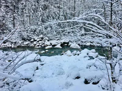 a snow covered forest with a river and trees at Lynn Canyon Forest Retreat in North Vancouver