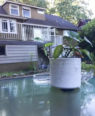 a plant in a pot sitting on top of water at Dunbar Home in Vancouver