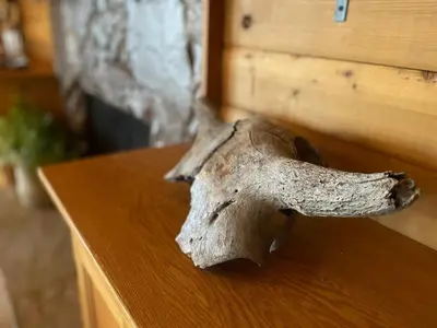 a dried up animal skull sitting on a wooden table at Lakeview Mountain Retreat - Private, Modern, Fun in Windermere