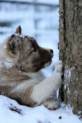 a dog is leaning against a tree in the snow at Creekside Haven on a Sleddog Farm in Dovercourt