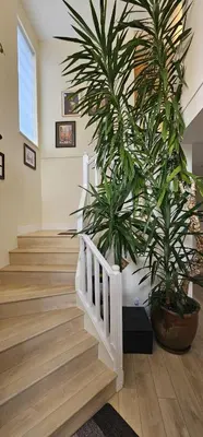 a staircase with two large plants in a room at Premium stay in Metro Vancouver-World Cup ready in Coquitlam