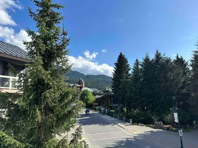 a large pine tree on the side of a street at Heart of Whistler Village, Mountain Views, Pool & Hot Tub in Whistler