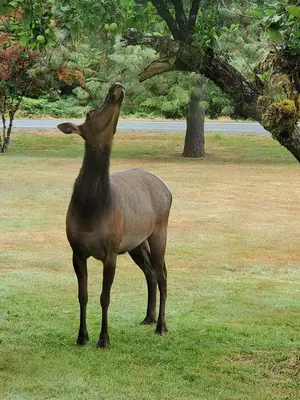 a statue of a deer standing in the grass at Maple Woods B&B in Honeymoon Bay