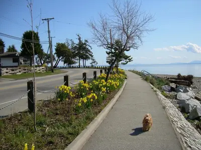 a dog walking down a sidewalk next to flowers at Davis Bay Bed & Breakfast in Sechelt