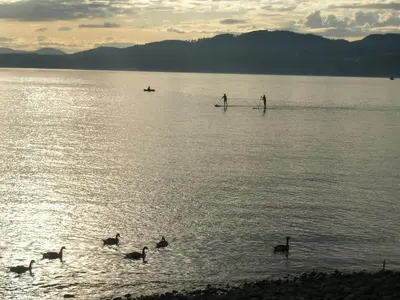 a group of ducks in the water with a person in a boat at Davis Bay Bed & Breakfast in Sechelt