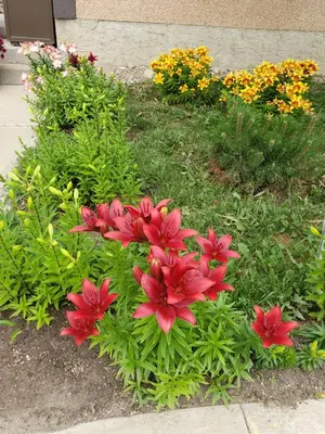 a group of red flowers in a garden at Dockside Inn in Cold Lake