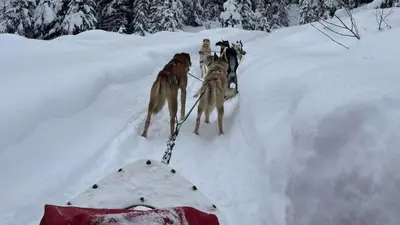 a group of dogs walking in the snow at Cahilty Lodge in Sun Peaks