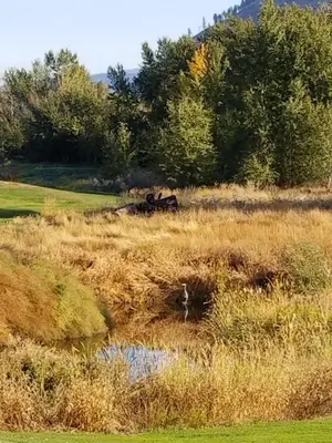 a fire truck in a field of tall grass at Overlander B&B in Kamloops