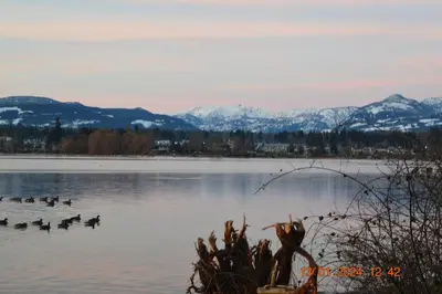 a group of ducks swimming in a lake with mountains at Estuary House Reflexology B&B in Courtenay