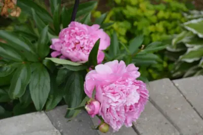 two pink flowers sitting next to each other at Aasra Home in Kelowna