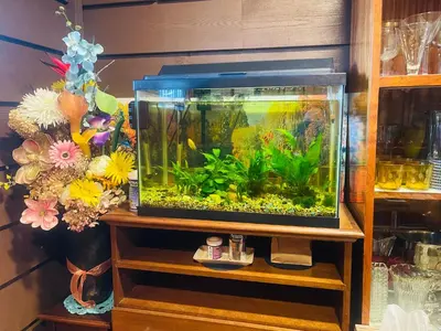 a fish tank sitting on a shelf with flowers at Garden Bridge House in Sechelt