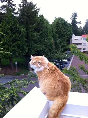 an orange and white cat sitting on a ledge at A Room at the Camelia Bed and Breakfast in Tsawwassen