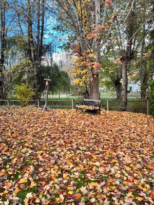 a park with a bench sitting in a pile of leaves at Mountainview 1 bedroom suite with check in services king size bed walk to Village WIFI cable TV free parking boot and glove warmer in Pemberton