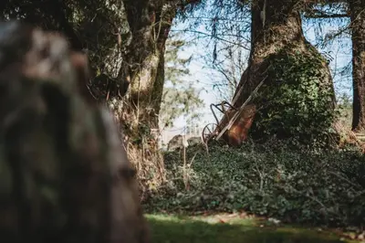 an object is sitting next to a tree at Port Hardy Cabins in Port Hardy