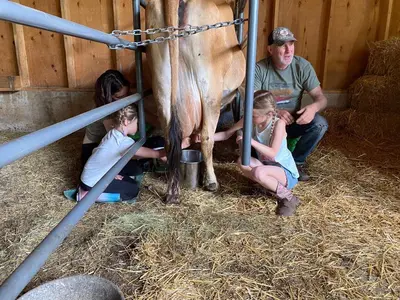 a group of children are milking a cow in a barn at Montana Hill Guest Ranch in Bridge Lake