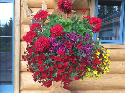 a hanging basket of flowers on a wall at Little Black Bear Lodge/B&B in Bridge Lake