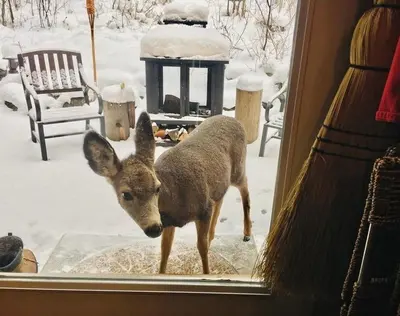 a deer is standing outside of a window at A Suite Retreat - Beyond Bed & Breakfast in Sun Peaks