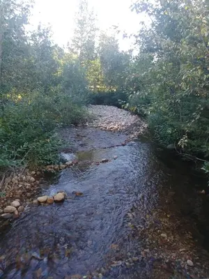 a stream of water with rocks in a forest at Wolfwood Guest Ranch in Clearwater
