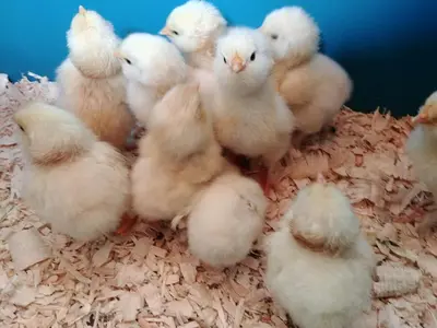 a group of white chickens sitting in a pile of hay at Wolfwood Guest Ranch in Clearwater