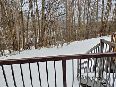 a moose standing in the snow on a porch at Mountain Edge our Holiday Home in Kimberley