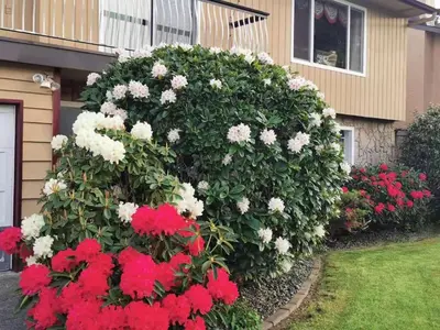 a large bush of flowers in front of a house at Richmond Vancouver Airport Comfy Home in Richmond