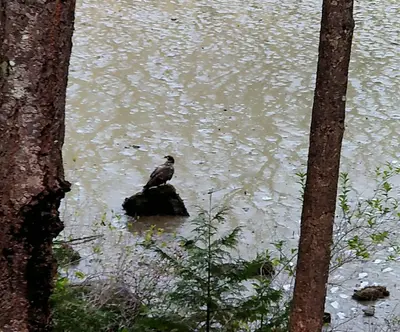 a bird sitting on a rock in the water at The Cabin at Moon Dance in Garden Bay