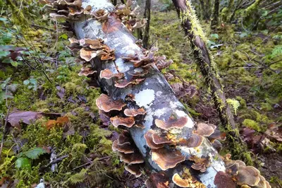a group of mushrooms on the side of a tree at The Cabin at Moon Dance in Garden Bay