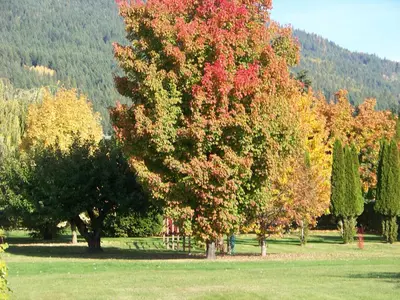 a group of trees in a field with autumn foliage at Bavarian Orchard Motel in Creston