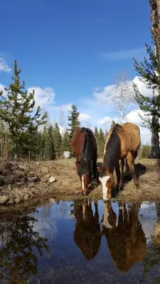 two horses drinking from a pool of water at Wettstone Guest Ranch in Bridge Lake