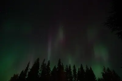 an aurora in the sky with trees in the foreground at Yellowhead Motel in Valemount