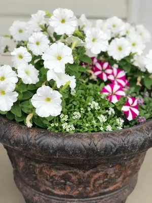 a flower pot filled with white and pink flowers at Country View Motor Inn in Kamloops