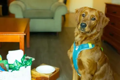 a brown dog wearing a blue harness sitting in a living room at Inn on Long Lake in Nanaimo