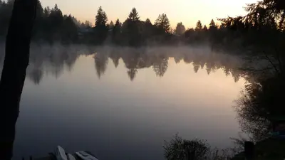 a misty lake in the middle of a forest at Cycle Inn Bed and Breakfast in Langford