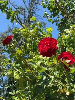 three red roses are growing on a tree at Cycle Inn Bed and Breakfast in Langford