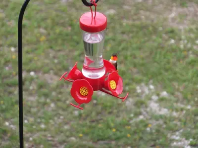 a bird is sitting on a bird feeder at Tschurtschenthaler Lodge in Golden