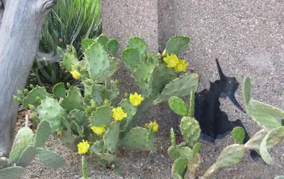 a cactus with yellow flowers in a garden at Sandy Beach Suites in Osoyoos