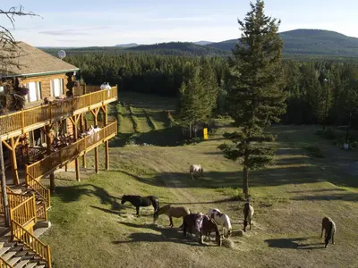 a group of horses grazing in a field next to a house at Spruce Hill Resort & Spa in 108 Mile Ranch
