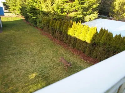a deer standing in the grass next to a hedge at Whale's Tail Guest Suites in Ucluelet