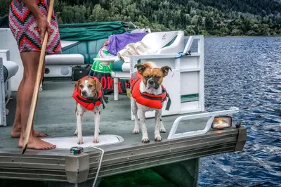 two dogs are standing on a boat on the water at Prestige Inn Nelson in Nelson