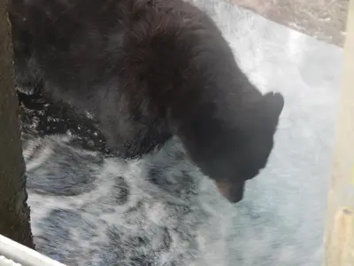 a black bear is looking out of a window at Money Pennies Bed and Breakfast in Campbell River