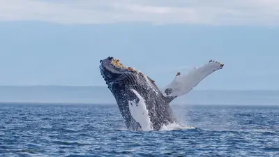 a humpback whale jumping out of the water at Money Pennies Bed and Breakfast in Campbell River