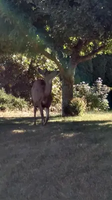 a animal running in the grass near a tree at Nestledown B&B in Halfmoon Bay
